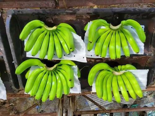 大香蕉之国产,大香蕉之国的繁荣与传奇